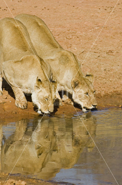 Lion (Panthera leo)