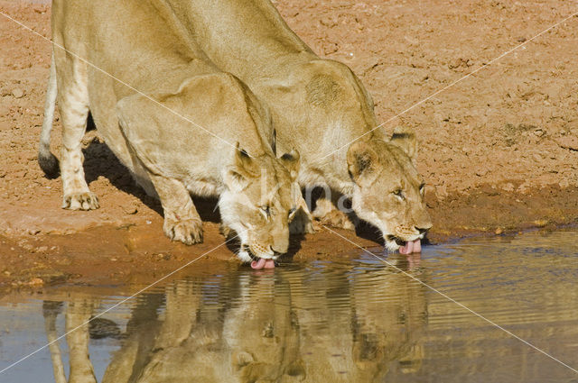 Lion (Panthera leo)