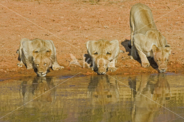 Lion (Panthera leo)