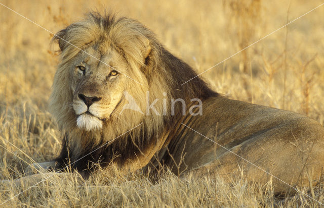 Lion (Panthera leo)