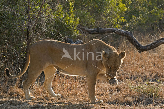 Lion (Panthera leo)