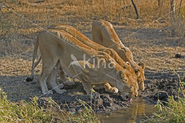 Lion (Panthera leo)