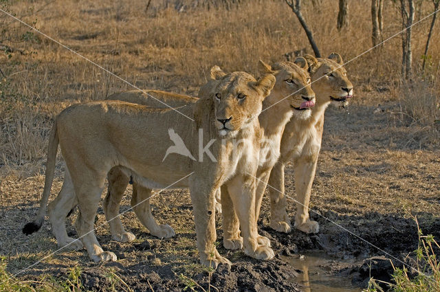 Lion (Panthera leo)