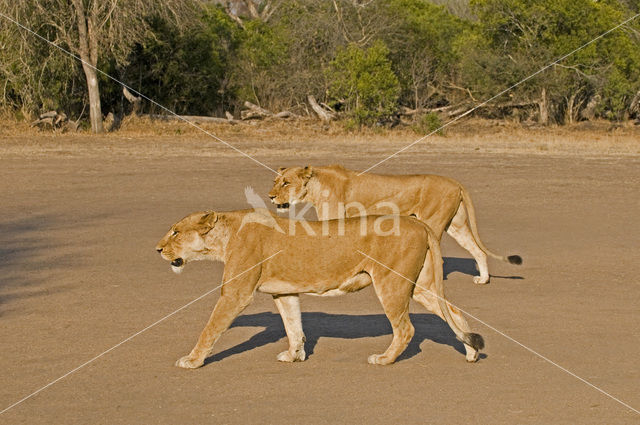 Lion (Panthera leo)