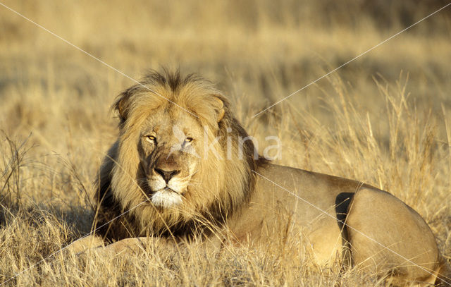 Leeuw (Panthera leo)