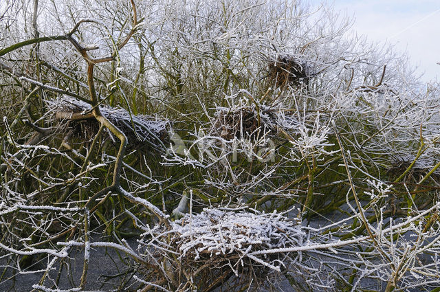 Lepelaar (Platalea leucorodia)