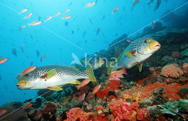 Diagonal-banded sweetlips (Plectorhinchus lineatus)