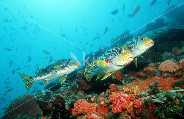 Diagonal-banded sweetlips (Plectorhinchus lineatus)