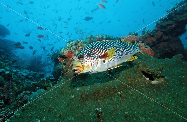 Diagonal-banded sweetlips (Plectorhinchus lineatus)