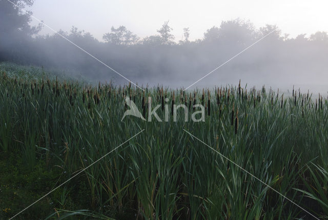 Bulrush (Typha)