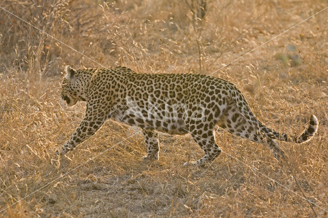 Luipaard (Panthera pardus)