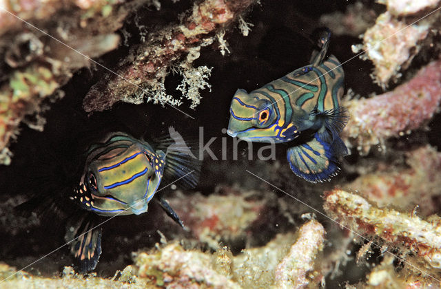 Mandarinfish (Synchiropus splendidus)