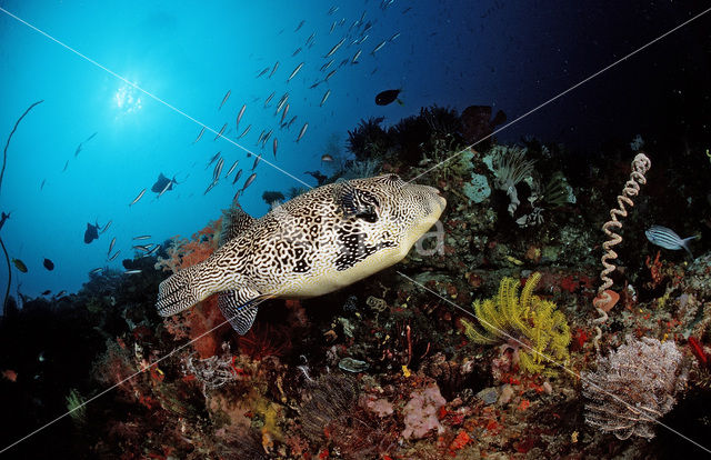 Map puffer