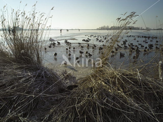 Markermeer