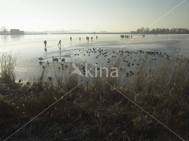 Markermeer