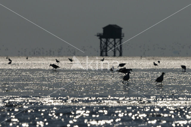 gull (Larus spec.)