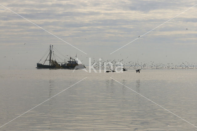 Meeuw (Larus spec.)