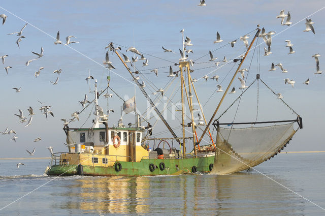 gull (Larus spec.)