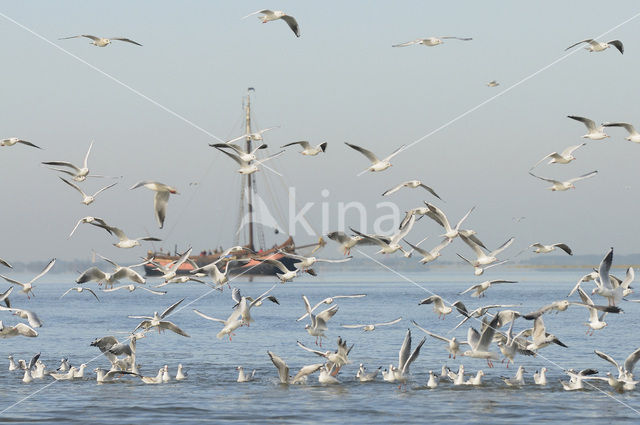 gull (Larus spec.)