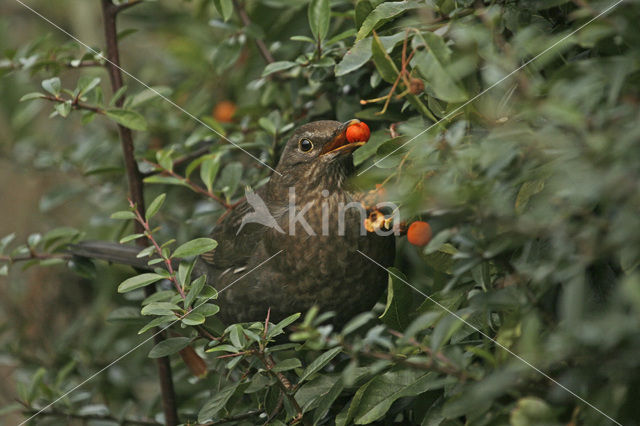 Eurasian Blackbird (Turdus merula)