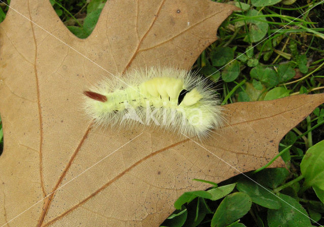 Pale Tussock (Calliteara pudibunda)