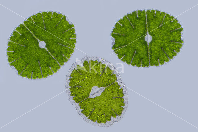 Micrasterias denticulata var. angulosa