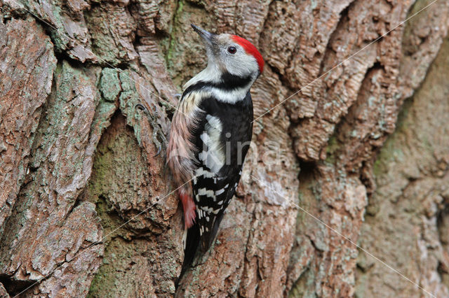 Middelste Bonte Specht (Dendrocopos medius)