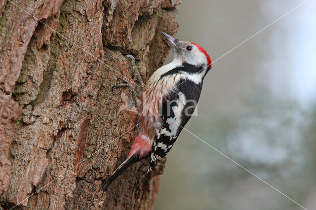 Middelste Bonte Specht (Dendrocopos medius)