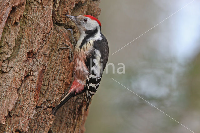 Middelste Bonte Specht (Dendrocopos medius)