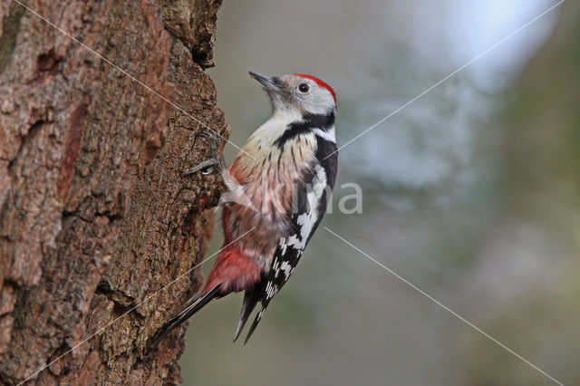 Middelste Bonte Specht (Dendrocopos medius)