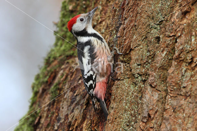 Middelste Bonte Specht (Dendrocopos medius)