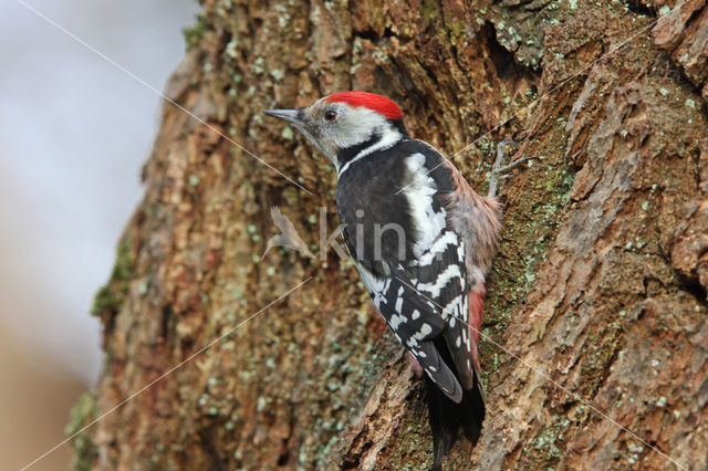 Middelste Bonte Specht (Dendrocopos medius)