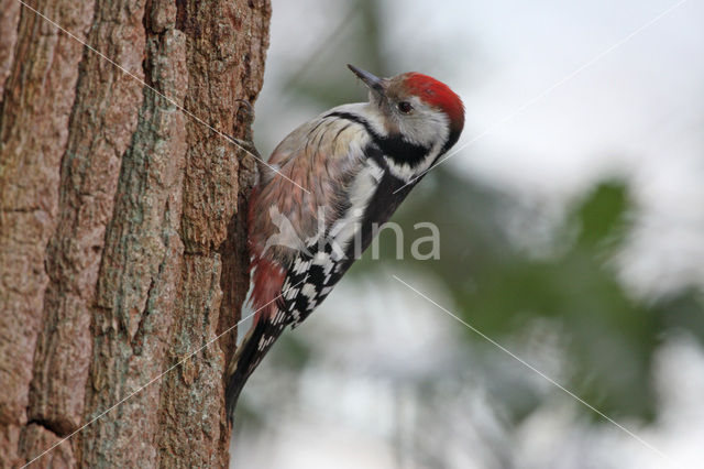 Middle Spotted Woodpecker (Dendrocopos medius)