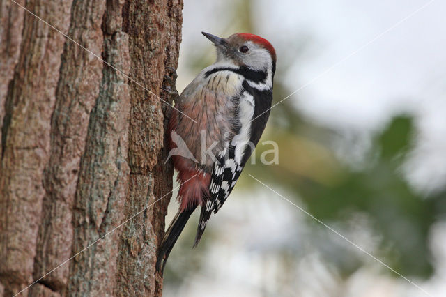 Middelste Bonte Specht (Dendrocopos medius)