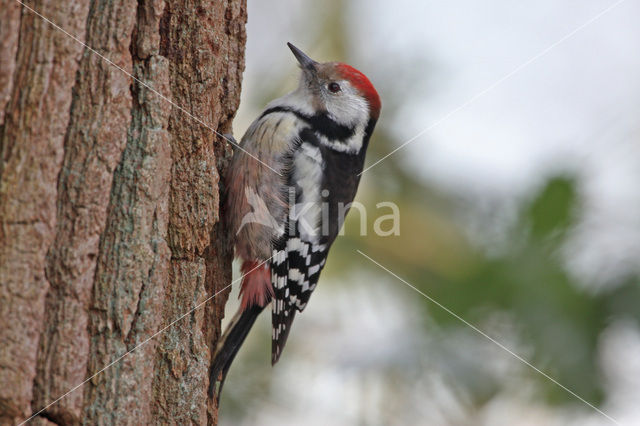 Middelste Bonte Specht (Dendrocopos medius)