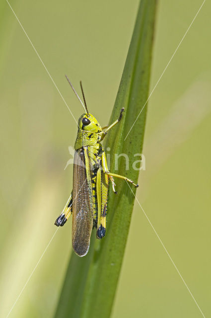 Moerassprinkhaan (Stethophyma grossum)