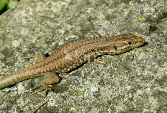 Wall Lizard (Podarcis muralis)