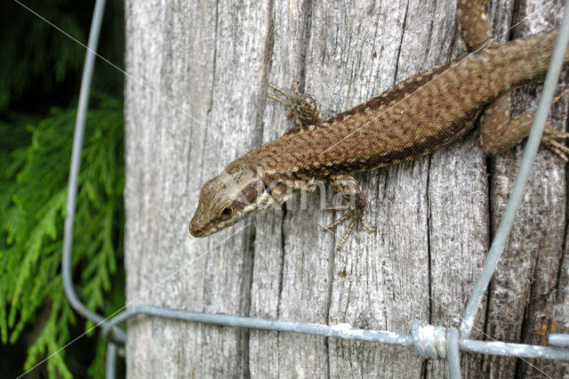 Muurhagedis (Podarcis muralis)