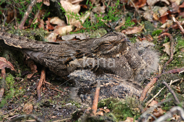 Nachtzwaluw (Caprimulgus europaeus)