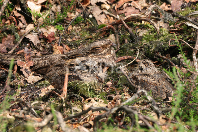 Nachtzwaluw (Caprimulgus europaeus)