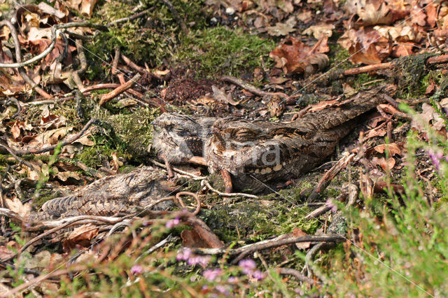 Nachtzwaluw (Caprimulgus europaeus)