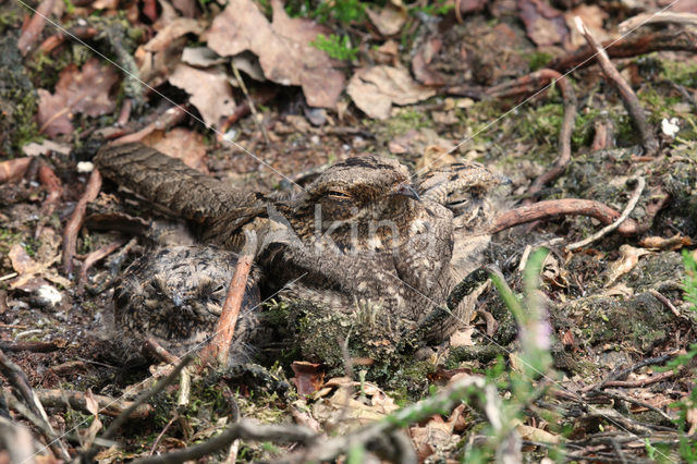 European Nightjar (Caprimulgus europaeus)