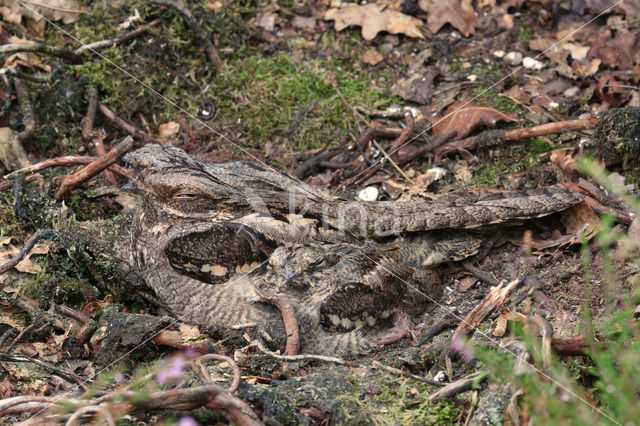 Nachtzwaluw (Caprimulgus europaeus)