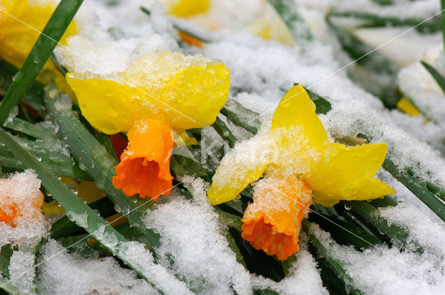 Narcis (Narcissus spec.)