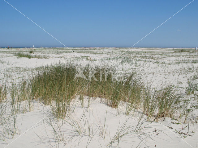 National Park Schiermonnikoog