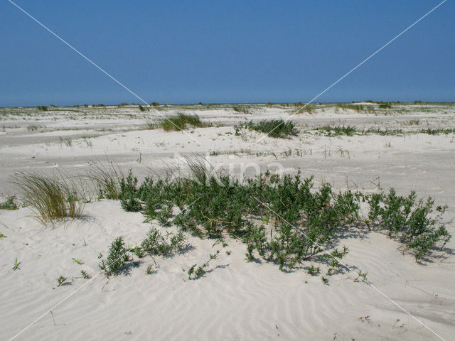 National Park Schiermonnikoog