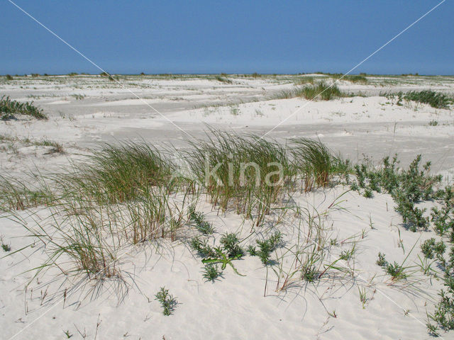 National Park Schiermonnikoog