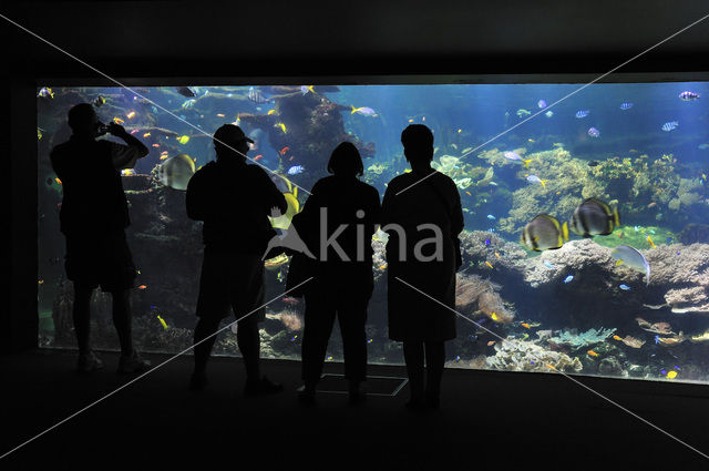 Nausicaa Aquarium