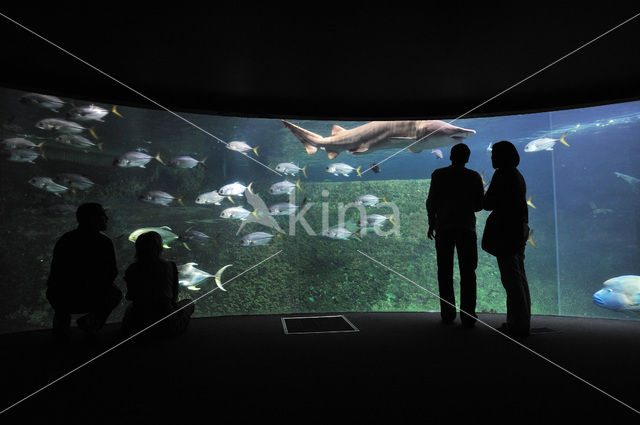 Nausicaa Aquarium