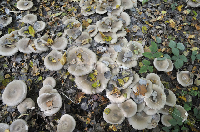 Nevelzwam (Clitocybe nebularis)